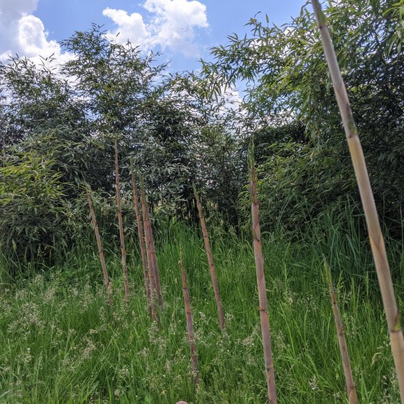 Bamboo Photographic Art Print - Picture 12 of 12